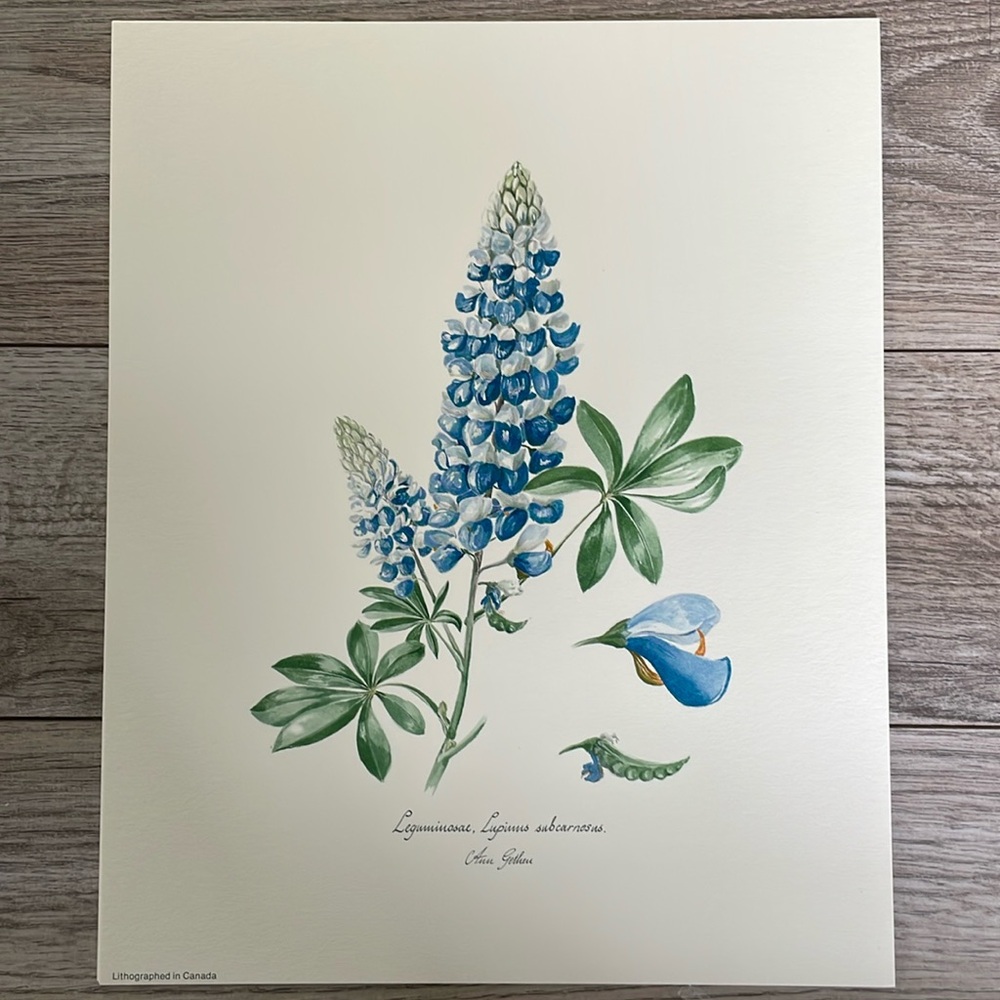 Lupinus subcarnosus art print